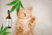 CBD, Its Use For Cats CBD Oil For Cats