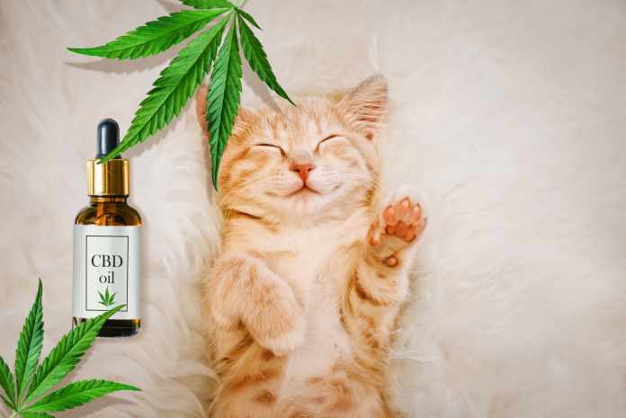 CBD Oil For Cats