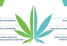 Différence entre l’huile de CBD et l’huile de chanvre