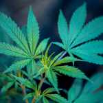 Marijuana Cultivation Outdoor Vs Indoor