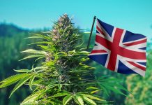 Where to Buy Weed Online in the UK: Cannacity.co.uk